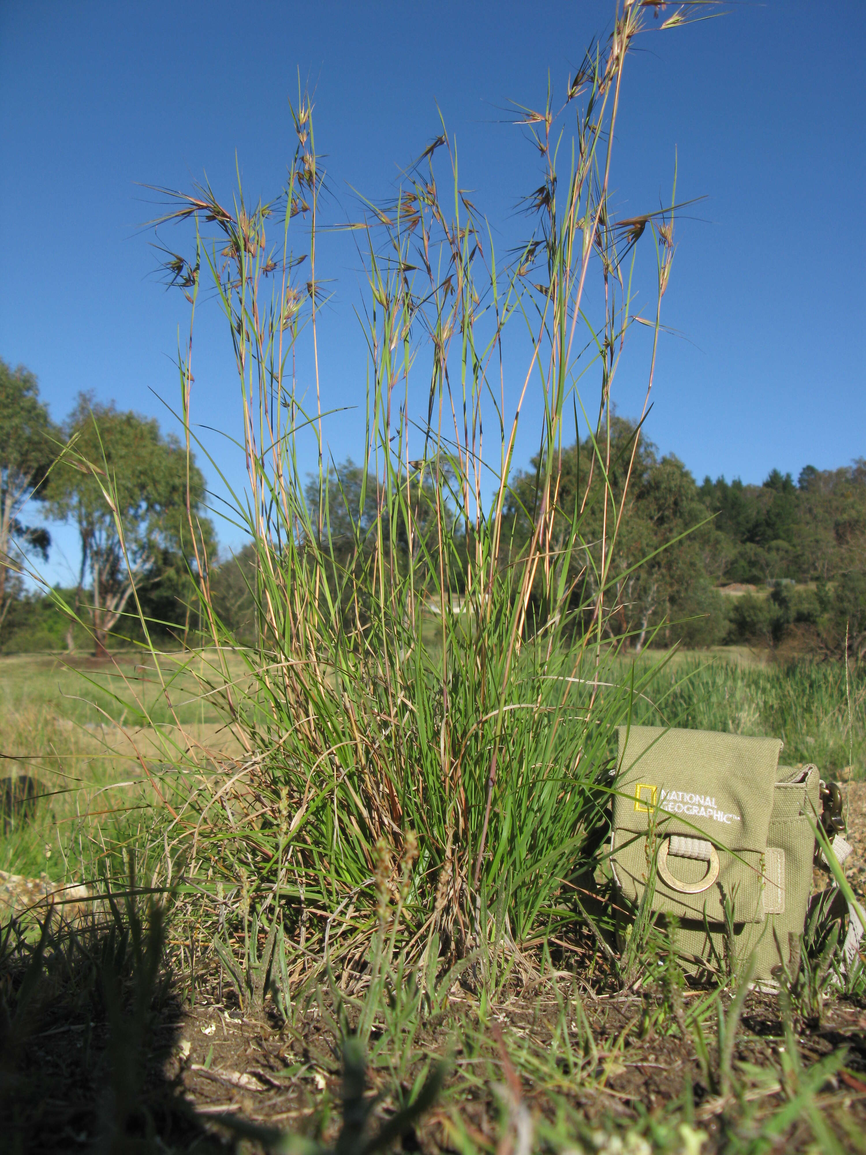 Image of Red grass