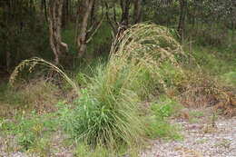 Image of Red grass