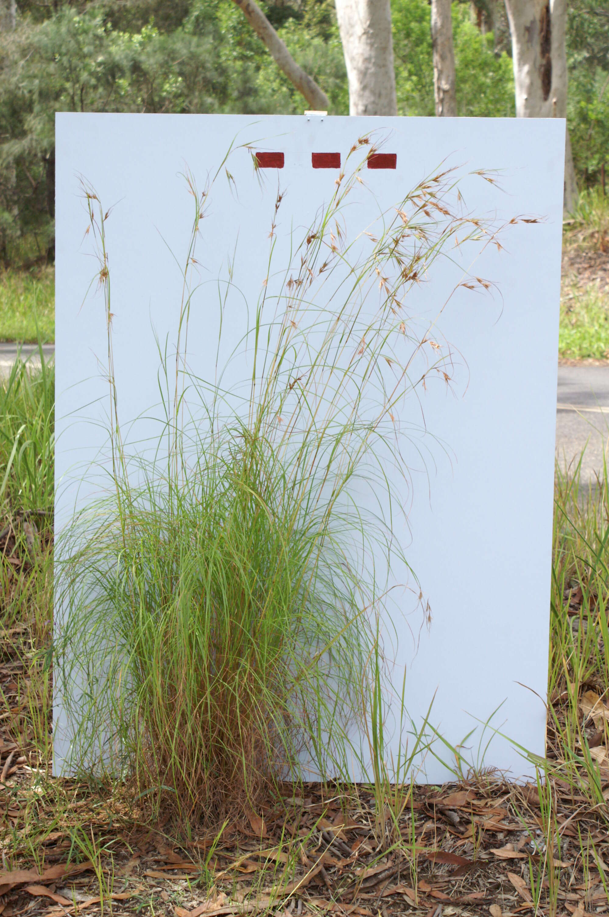 Image of Red grass