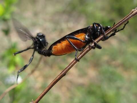 Image of Bibio rufiventris (Duda 1930)