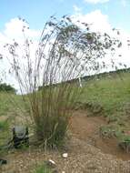 Image of Red grass