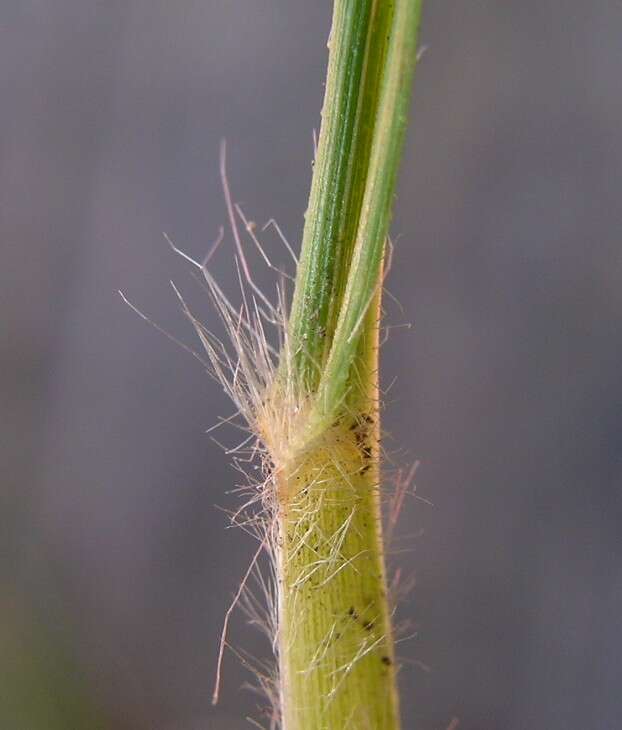 Image of Red grass