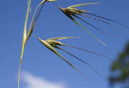 Image of Red grass