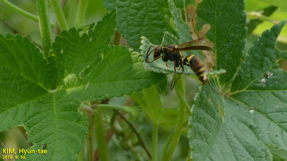 Image of Polistes snelleni de Saussure 1862