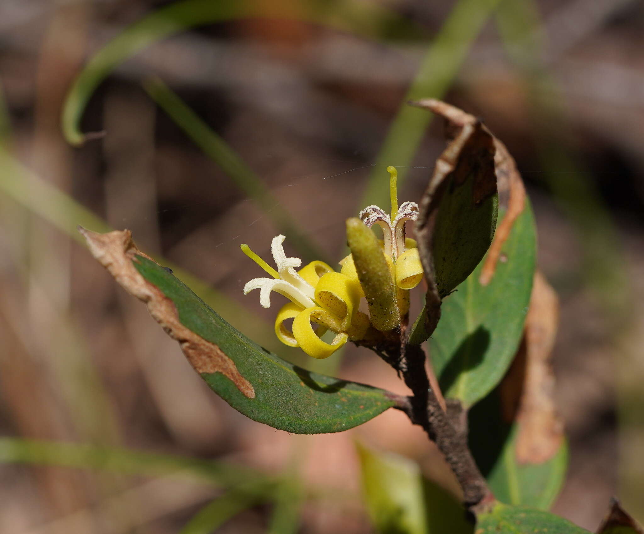 Imagem de <i>Persoonia confertiflora</i>