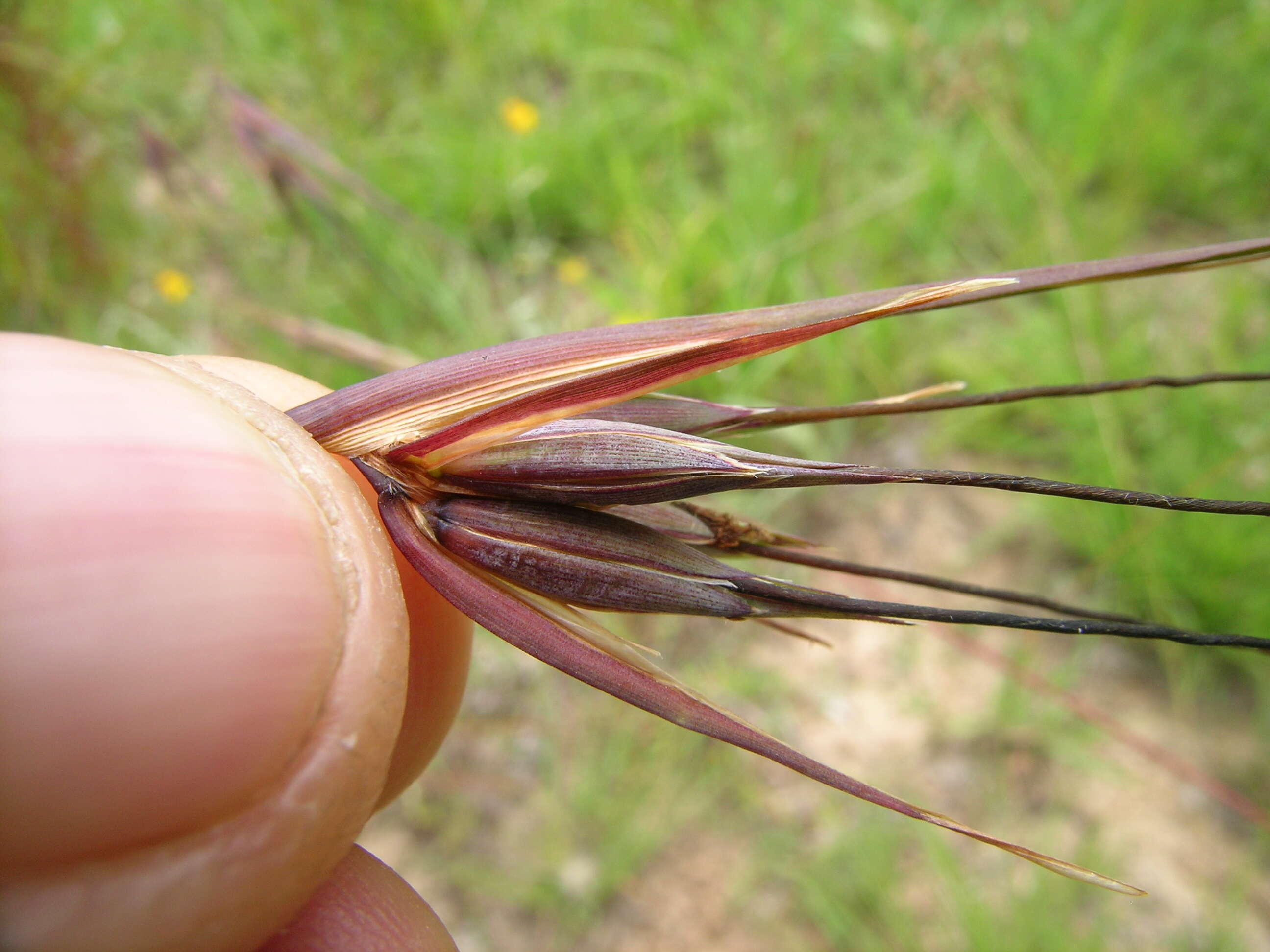 Image of Red grass