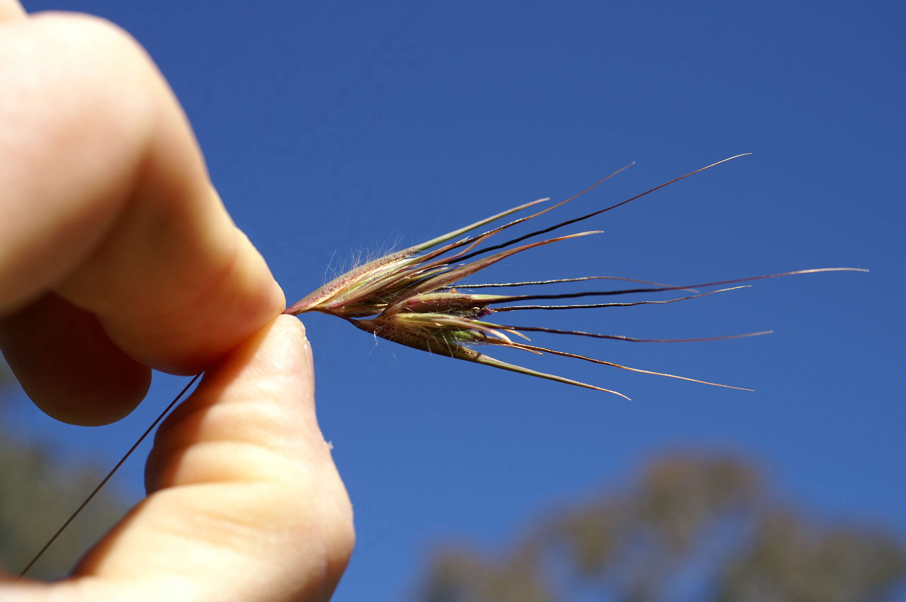 Image of Red grass