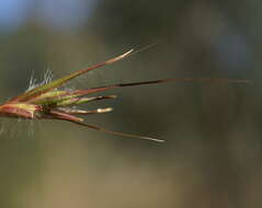 Image of Red grass