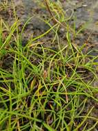 Image of Hoppner's Sedge