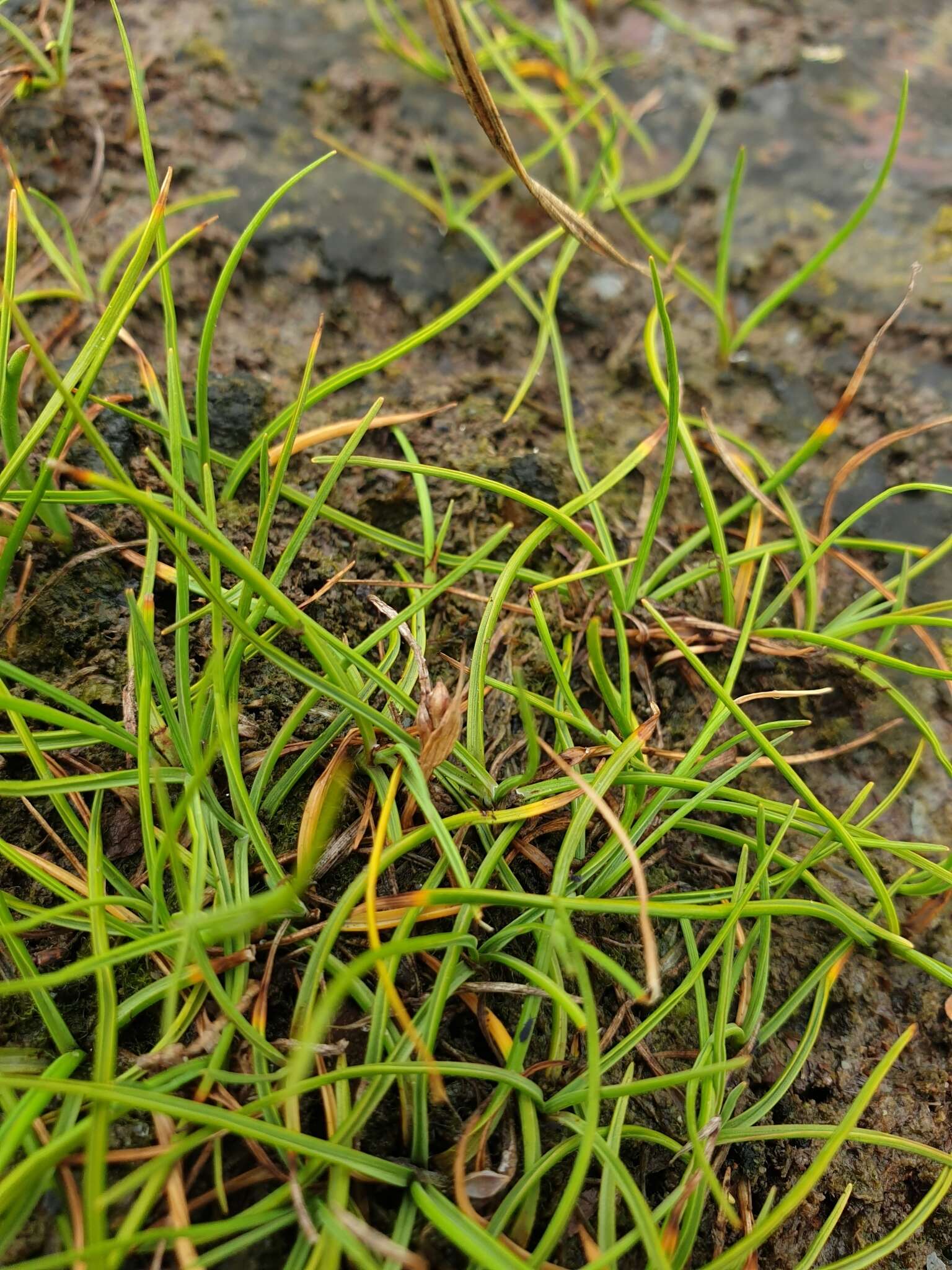 Image of Hoppner's Sedge