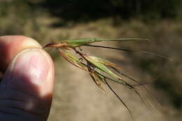 Image of Red grass