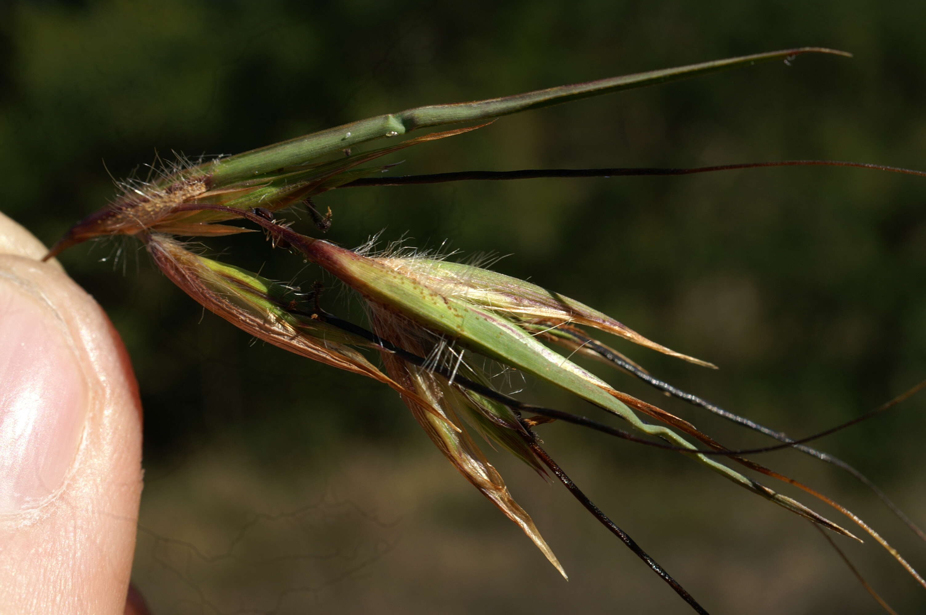 Image of Red grass