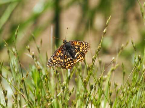 Image of Northern Checkerspot