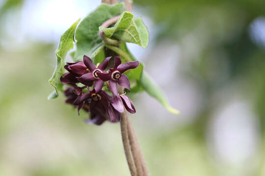 Image of Florida milkvine