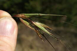 Image of Red grass