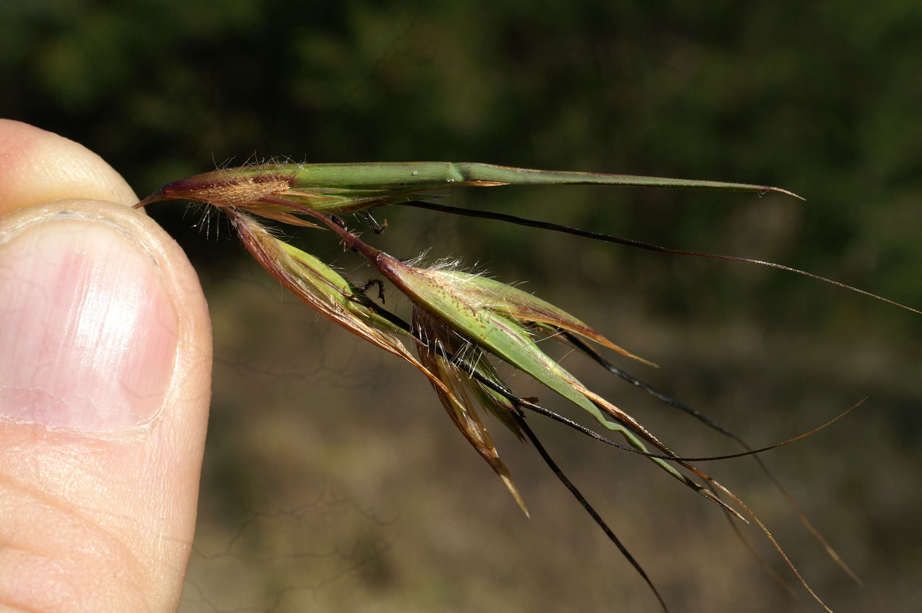 Image of Red grass