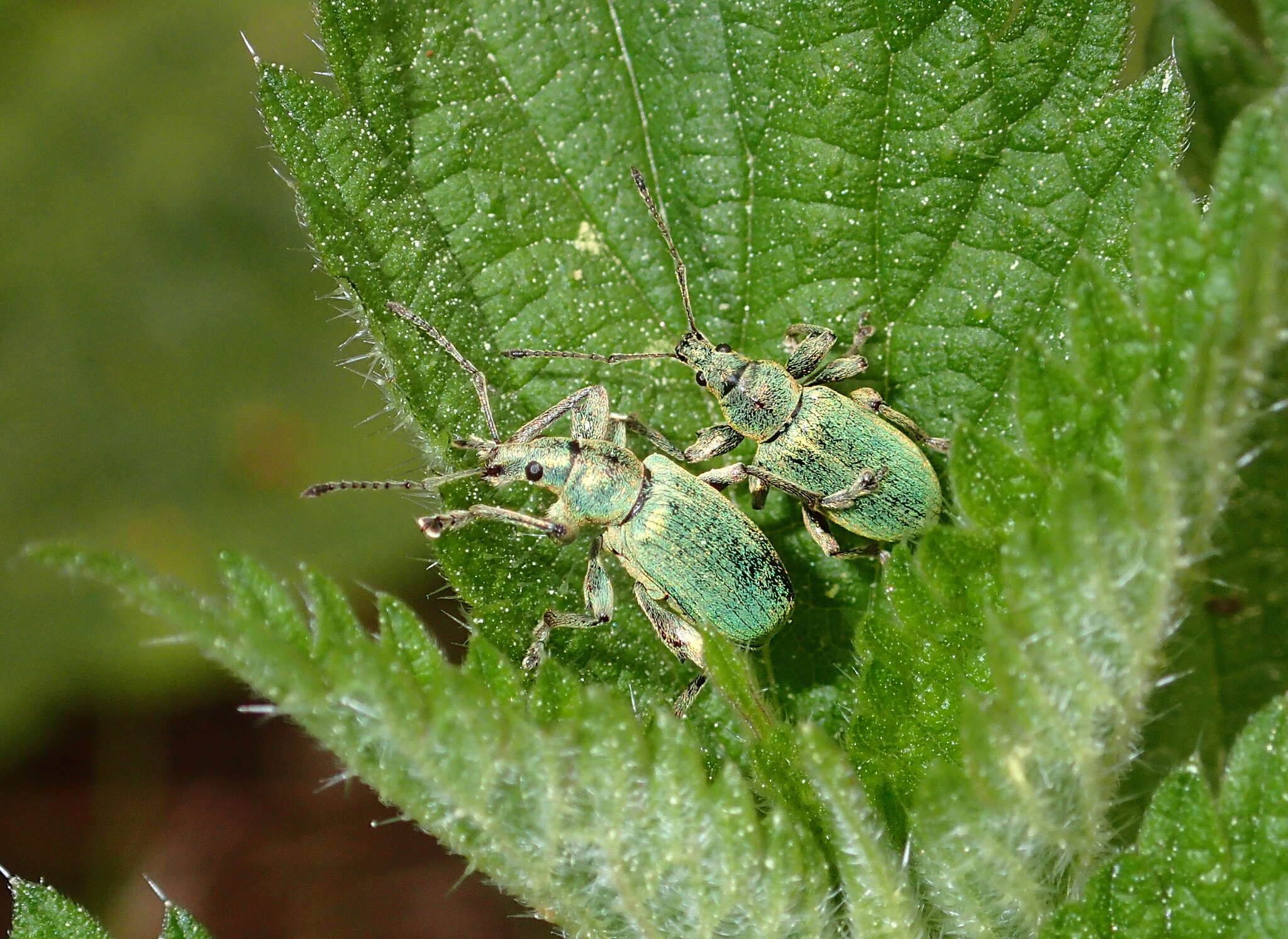 Plancia ëd Phyllobius (Metaphyllobius) pomaceus Gyllenhal 1834