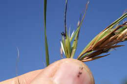 Image of Red grass