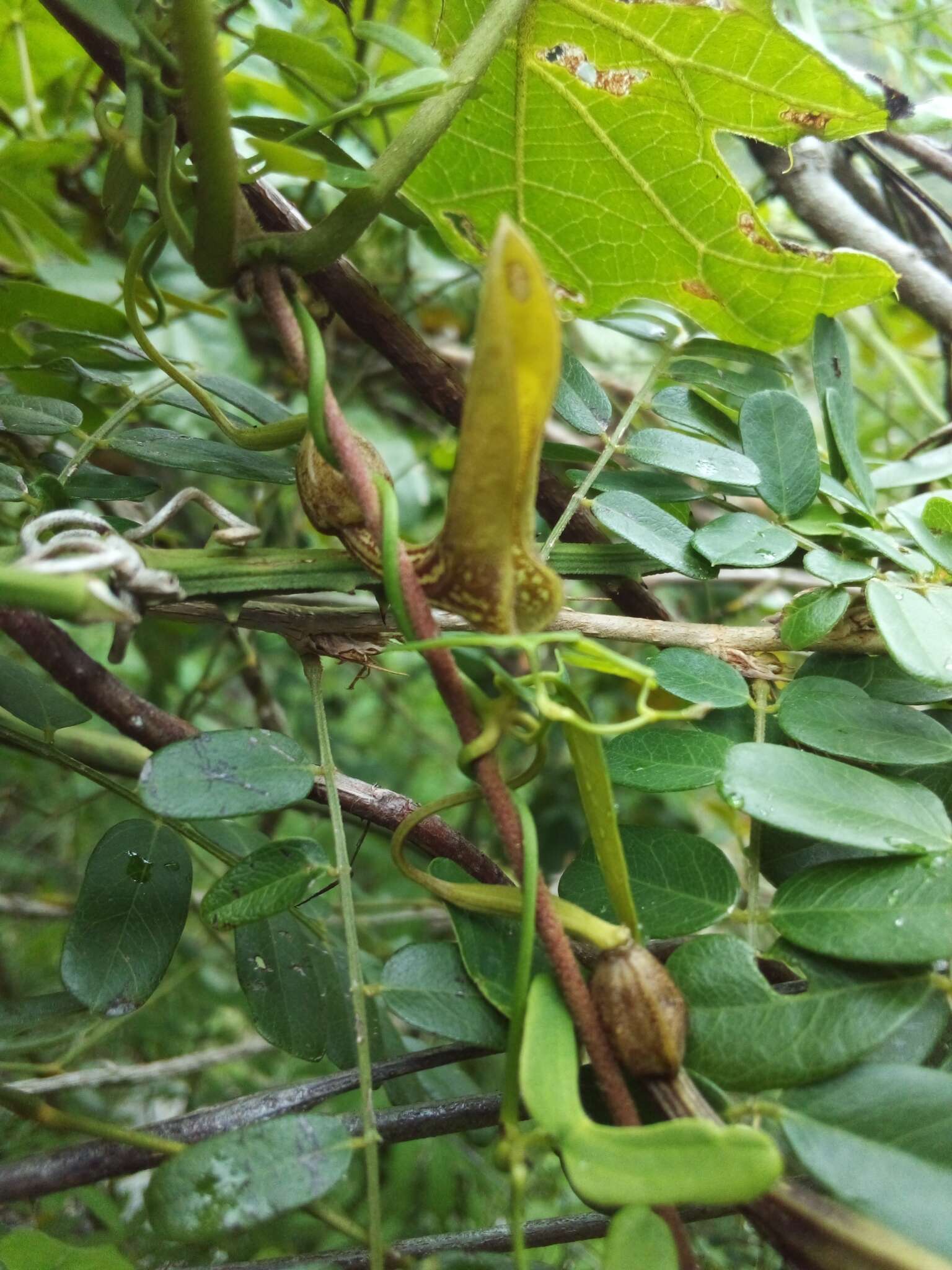 Image of Aristolochia bonettiana