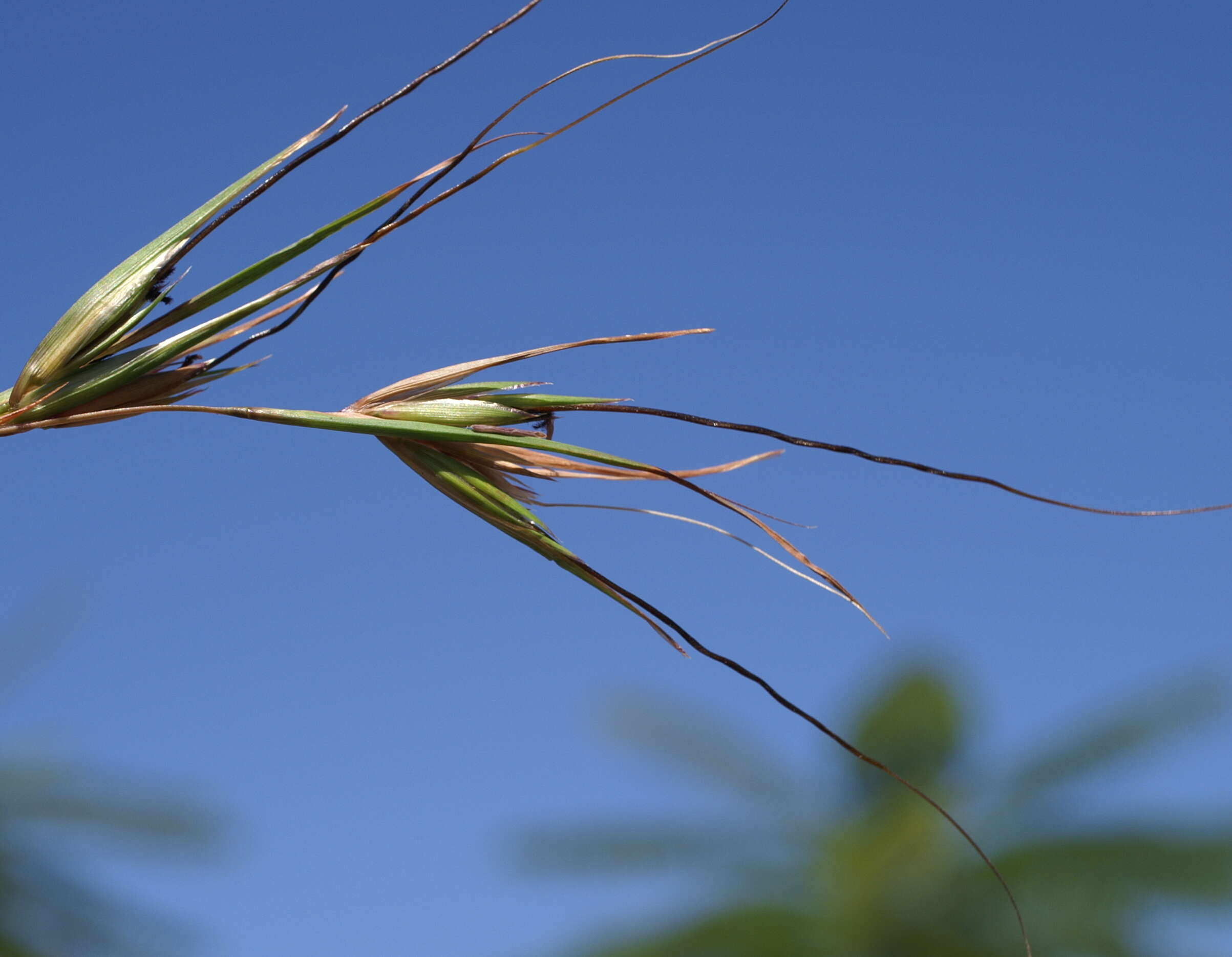 Image of Red grass