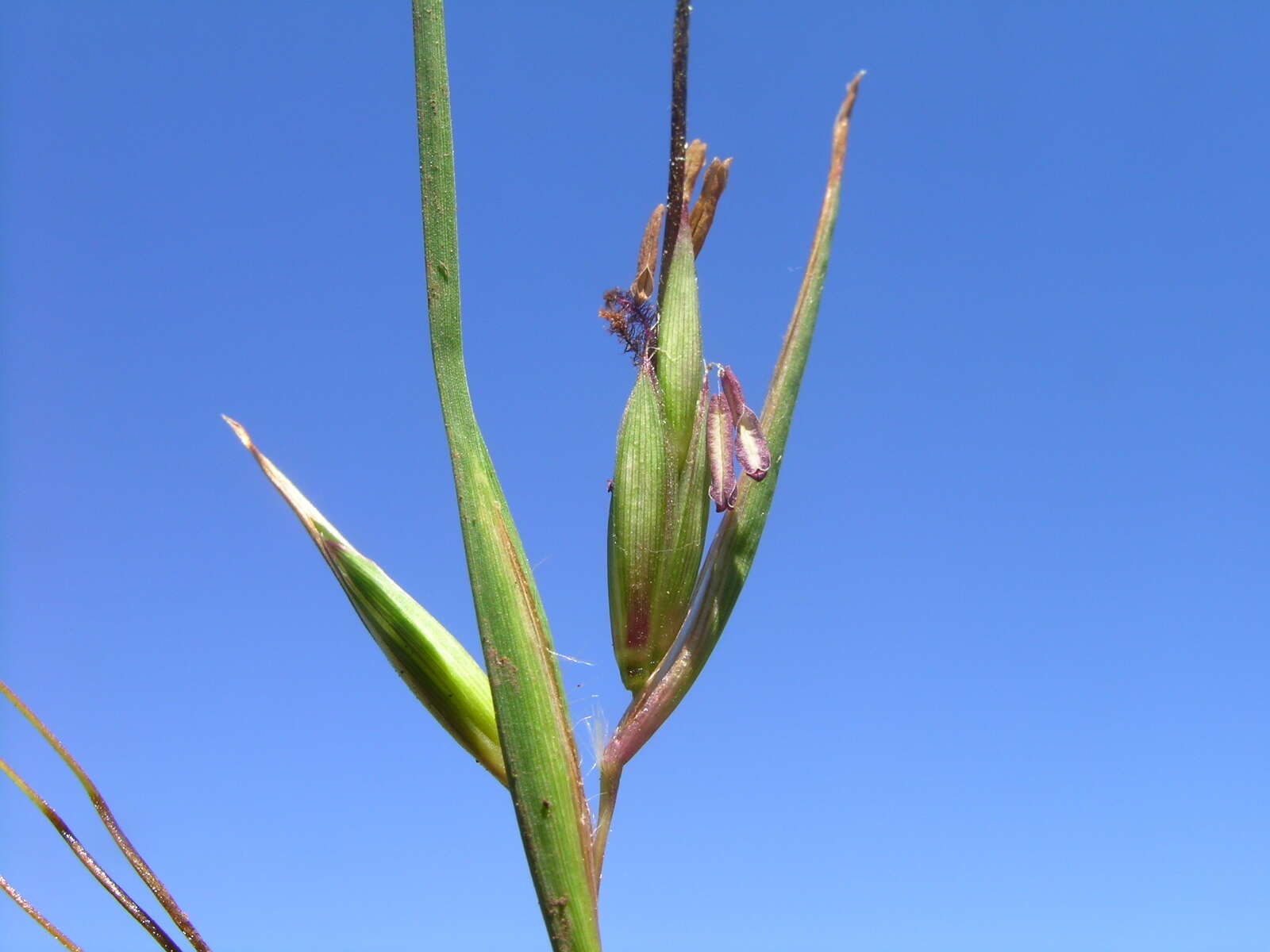 Image of Red grass