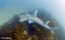 Image of White-spotted Guitarfish