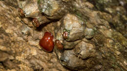 Image of maroon anemone