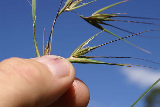 Image of Red grass