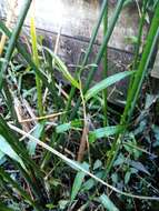 Image of Persicaria strigosa (R. Br.) Nakai