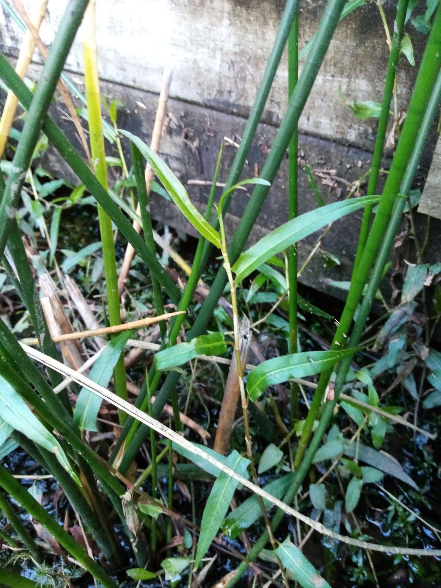 Image of Persicaria strigosa (R. Br.) Nakai