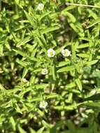 Gratiola brevifolia Raf.的圖片