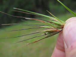 Image of Red grass