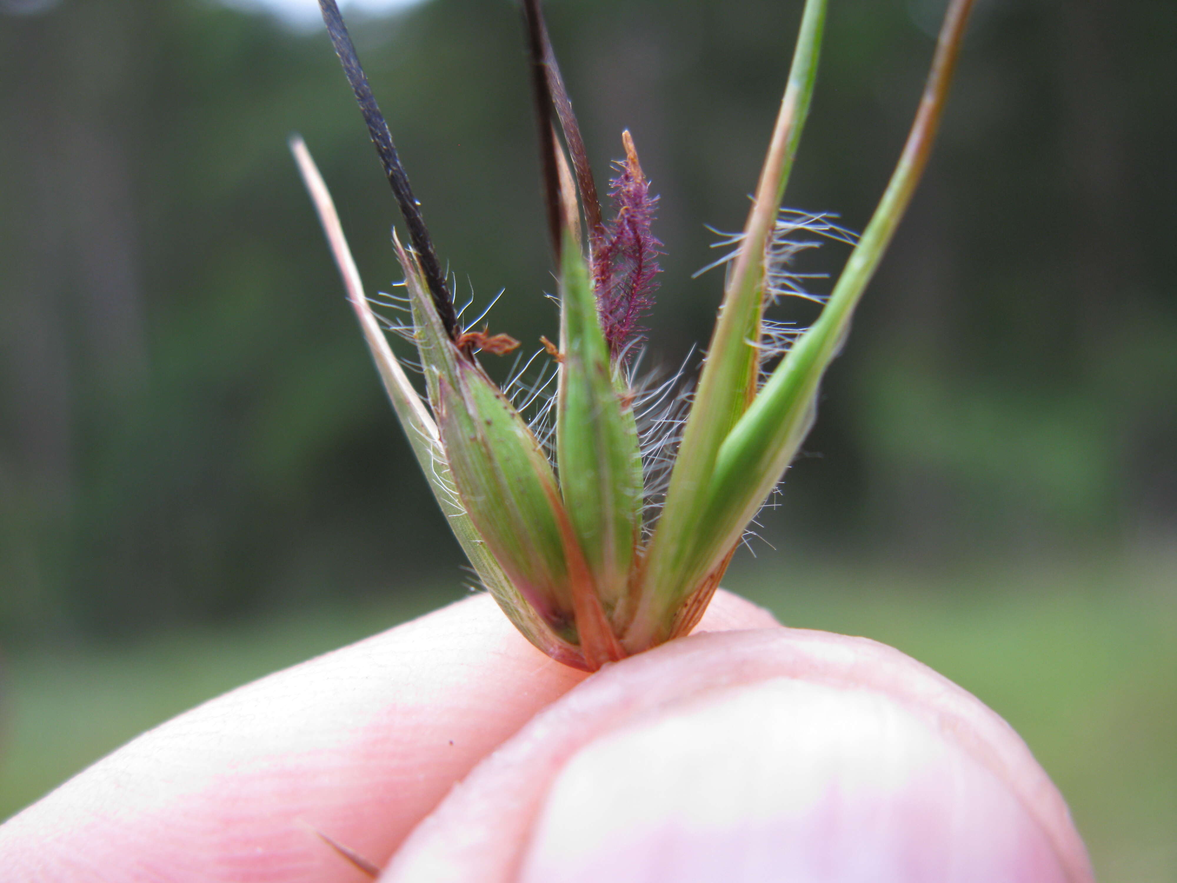 Image of Red grass