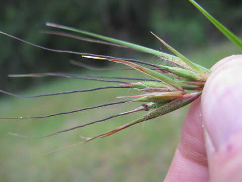 Plancia ëd Themeda triandra Forssk.