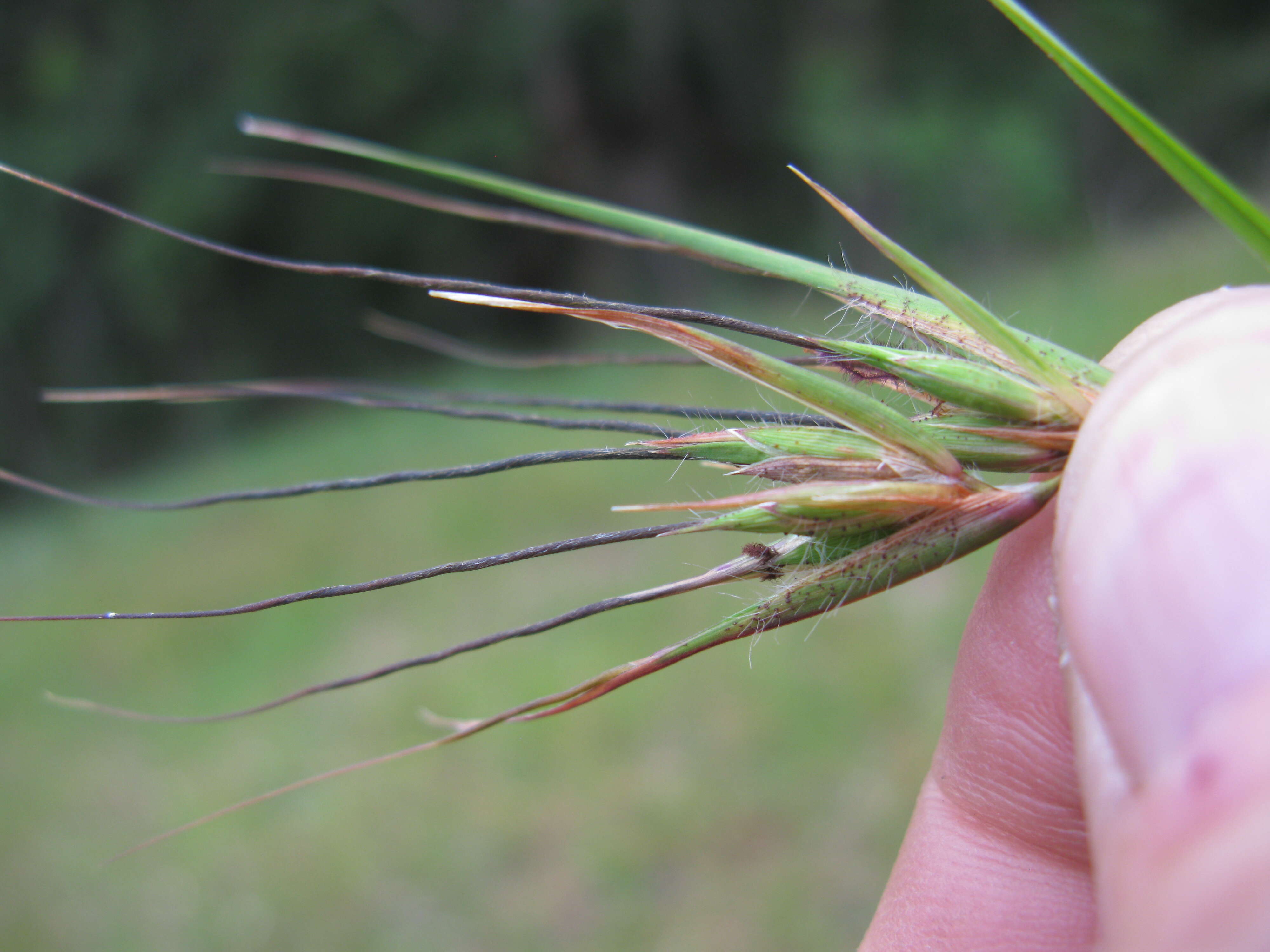 Image of Red grass