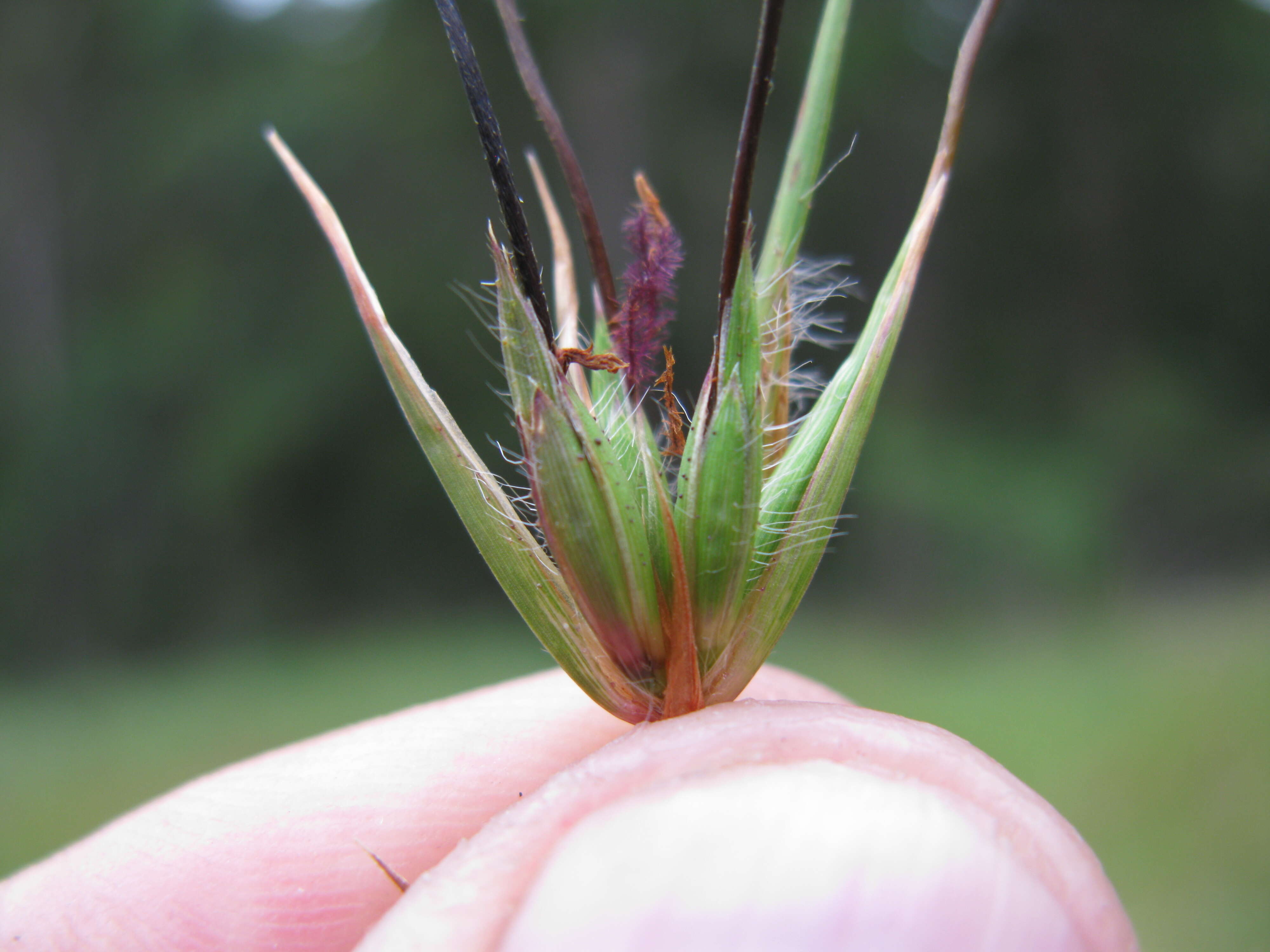 Image of Red grass