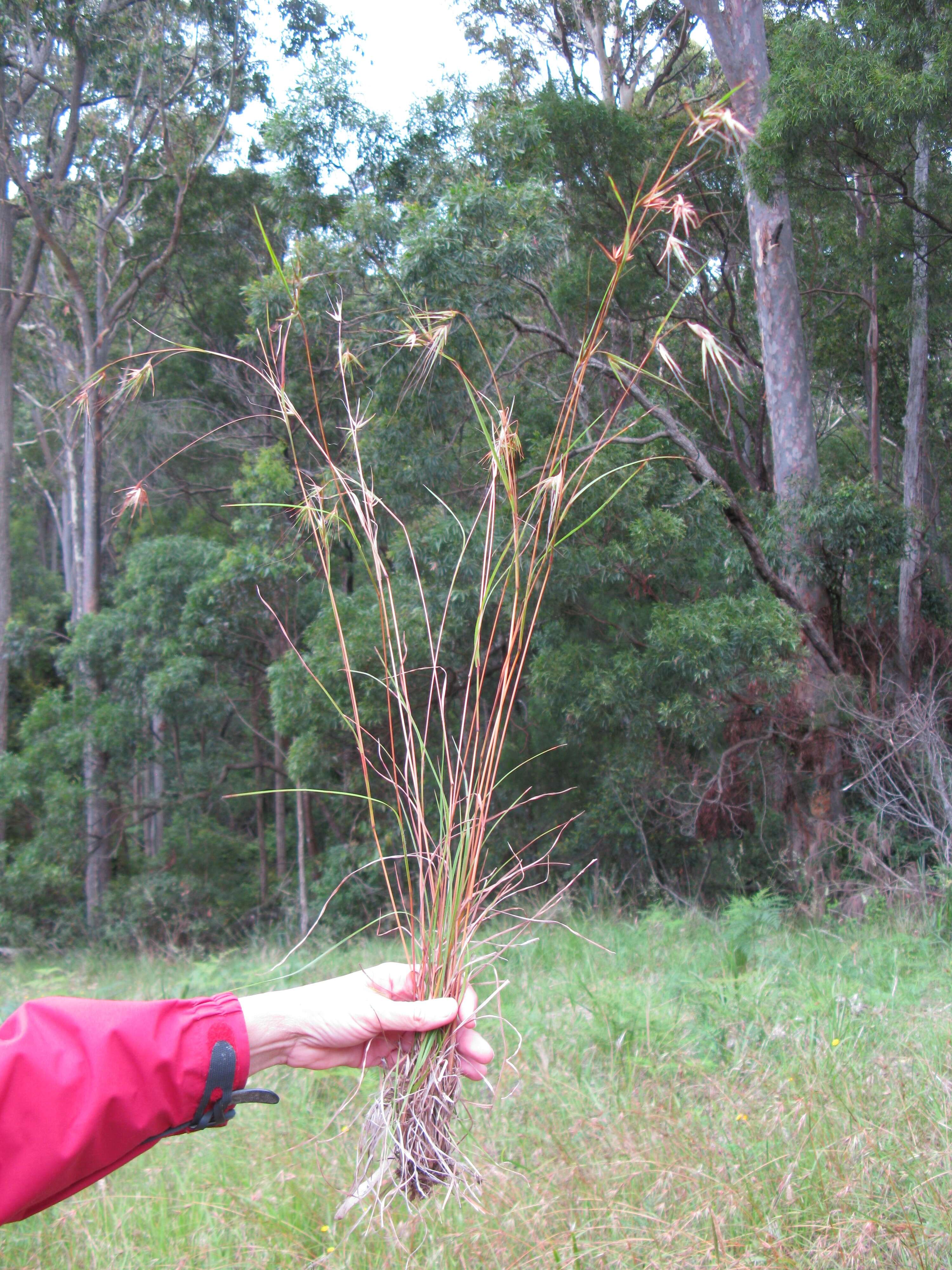 Image of Red grass