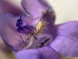 Image of Whited's penstemon