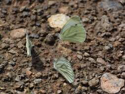 Plancia ëd Pieris napi (Linnaeus 1758)