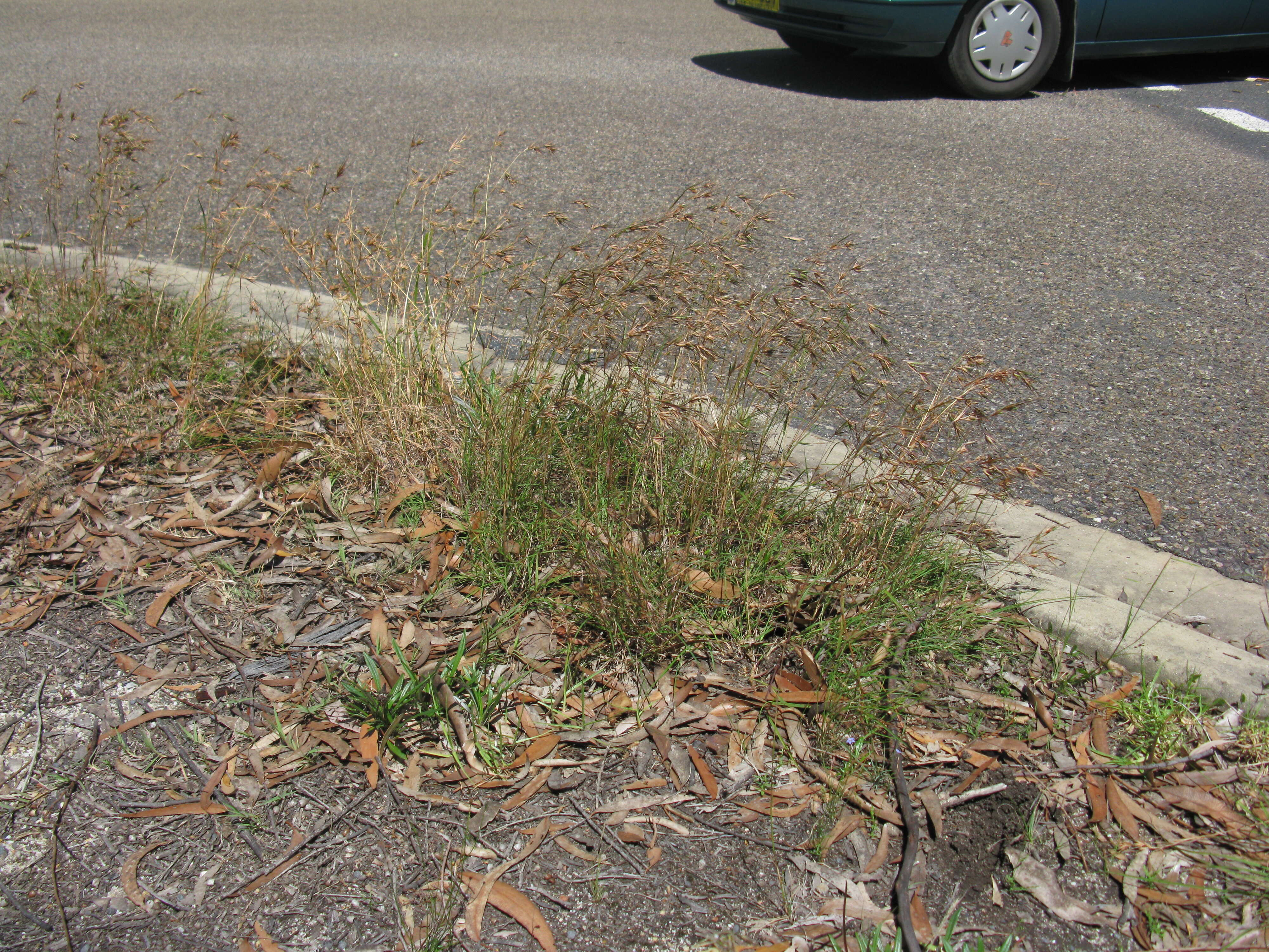 Image of Red grass