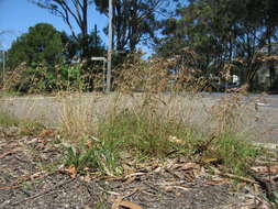 Image of Red grass