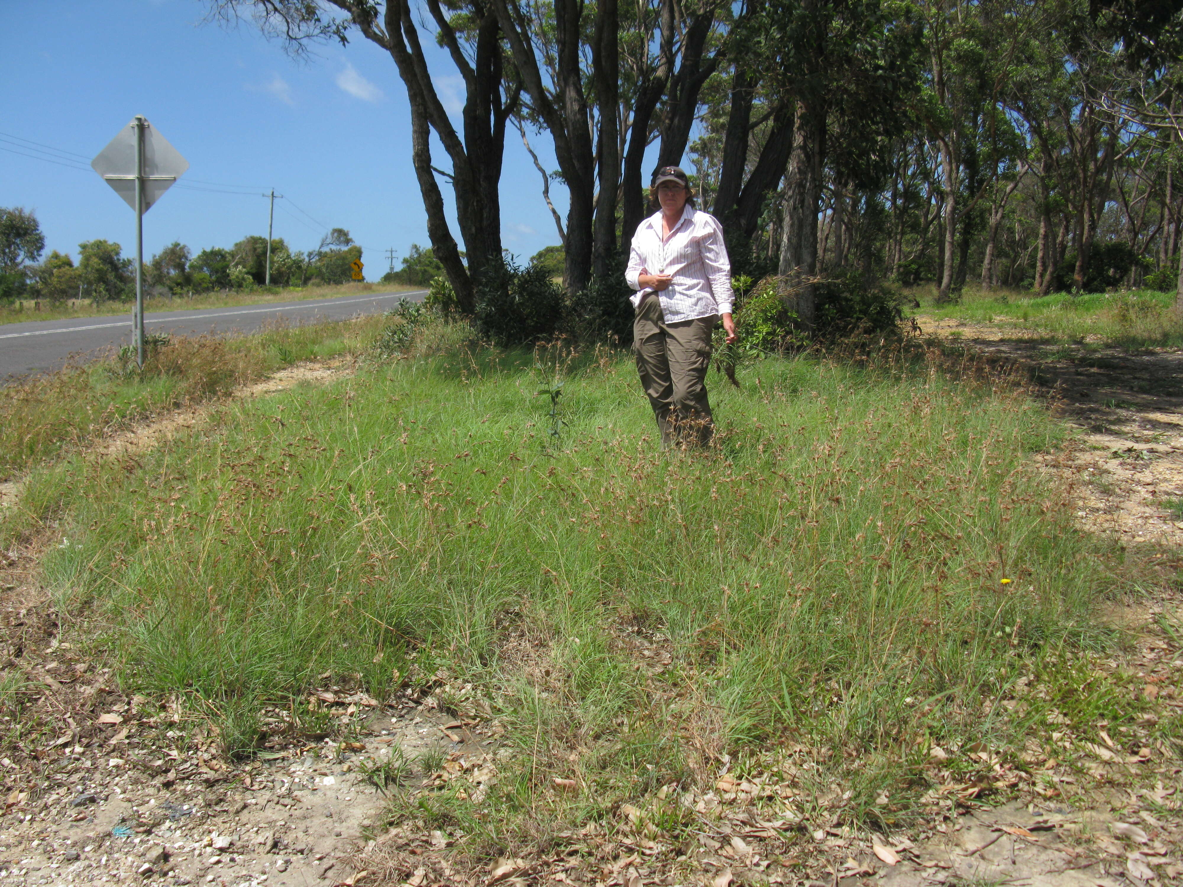 Image of Red grass