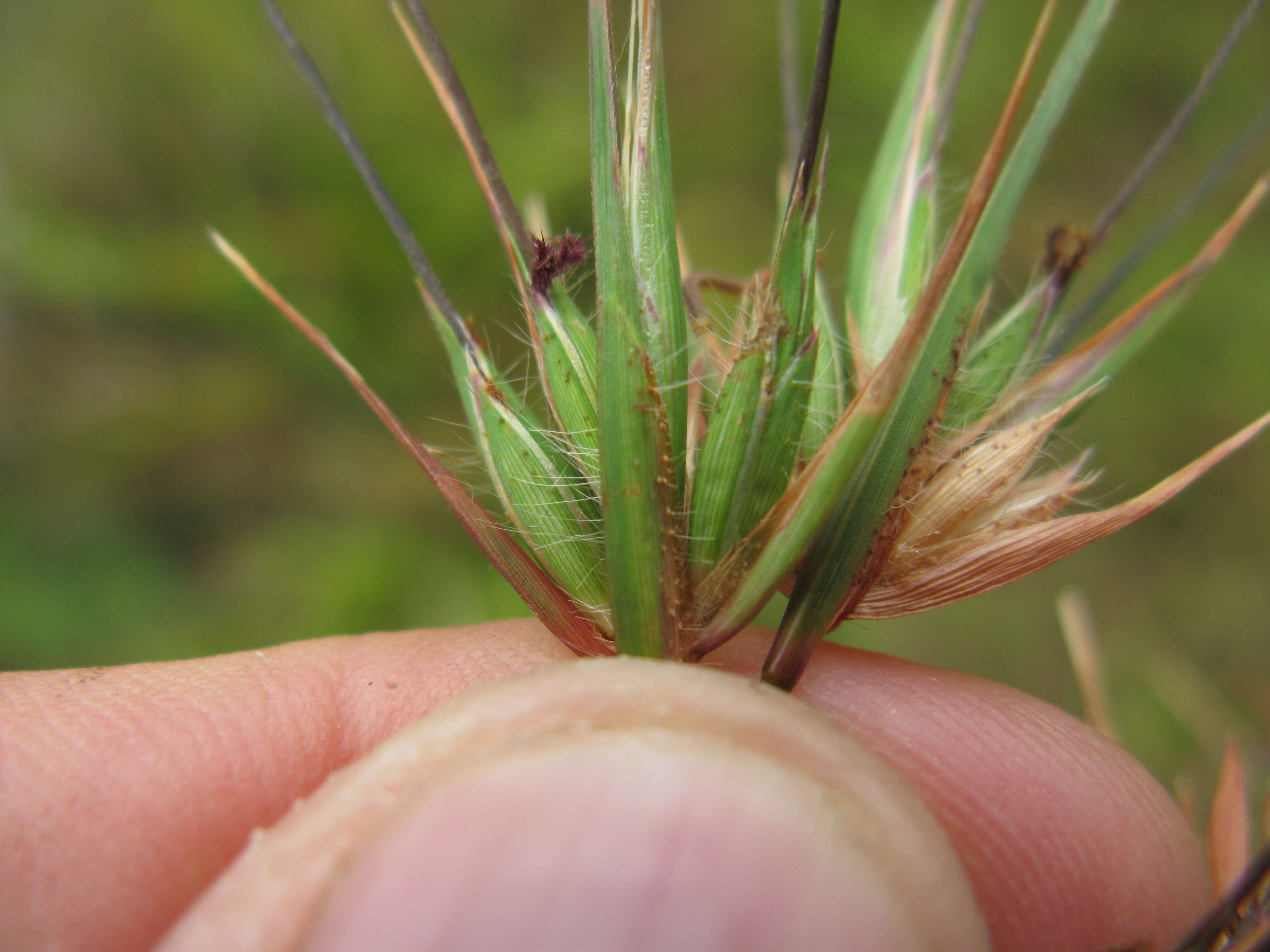 Image of Red grass