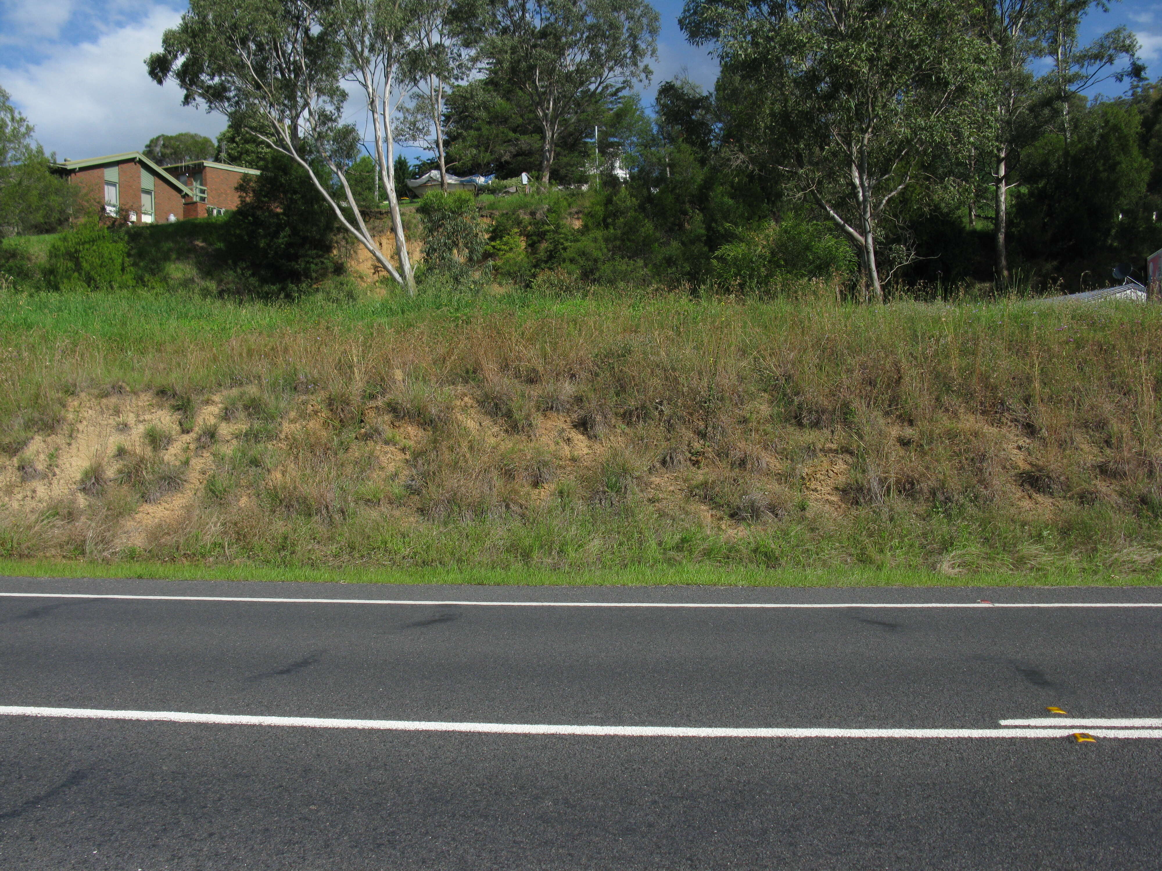 Image of Red grass