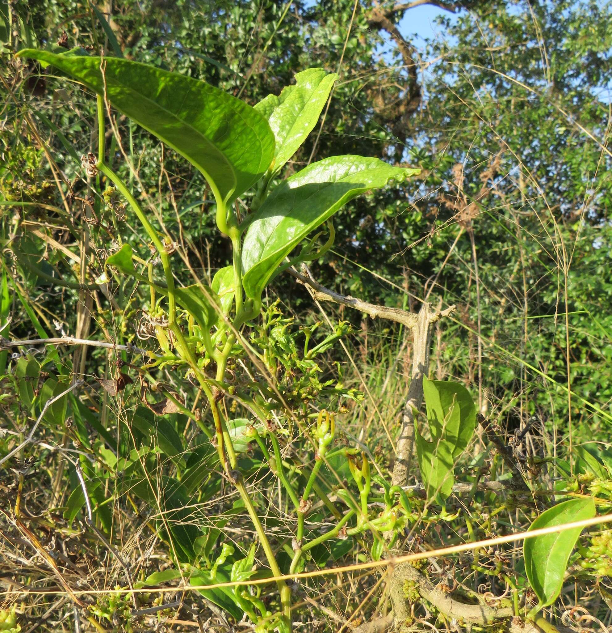 Smilax anceps Willd. resmi