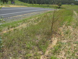 Image of Red grass