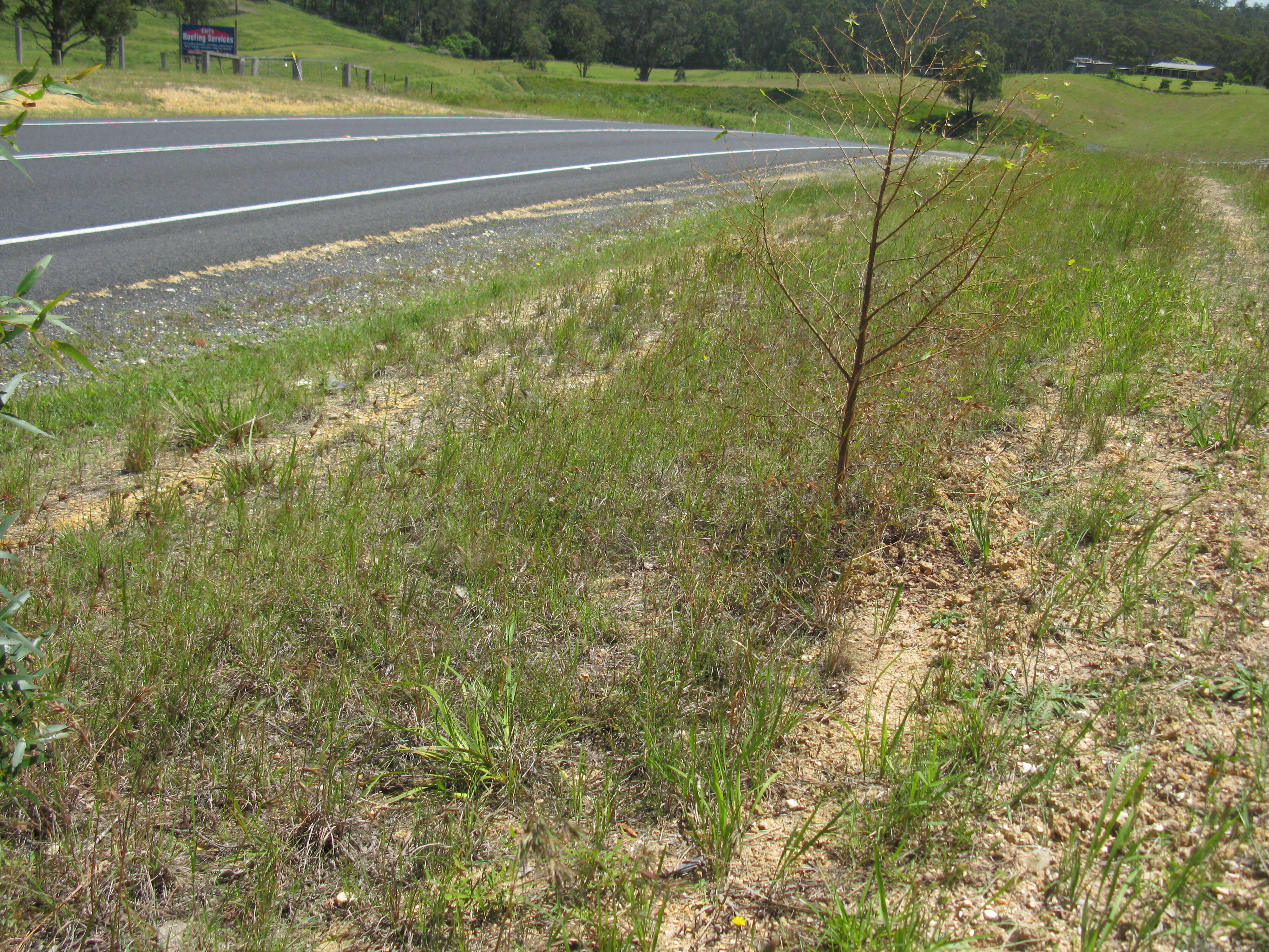 Image of Red grass