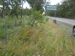 Image of Red grass