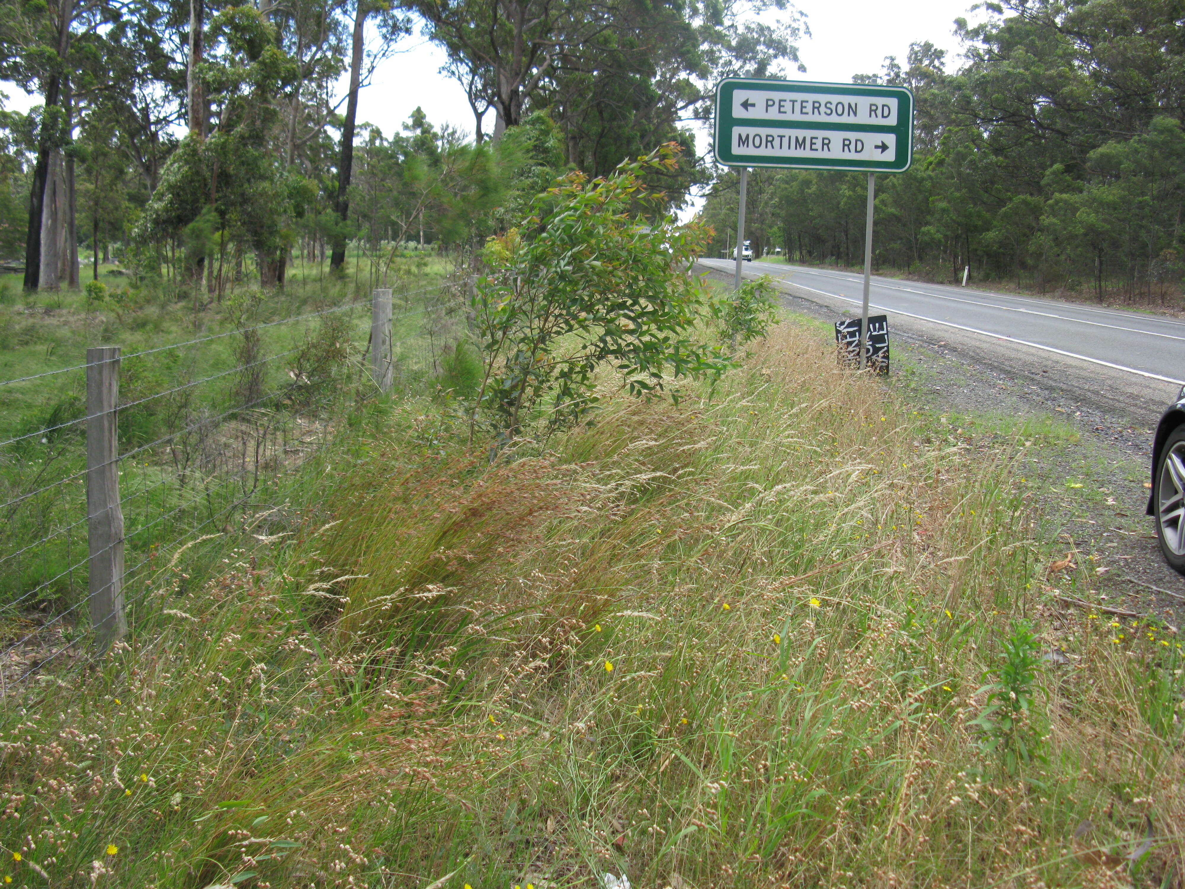 Image of Red grass