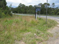 Image of Red grass